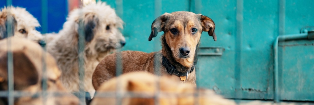 In de Excellence Class Dutch Cell Dogs voeden managers acht weken lang een asielhond op en krijgen ze intensieve coachingsgesprekken.