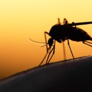 Mosquito leiderschap