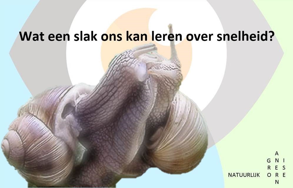 Wat een slak ons kan leren over snelheid - Boom Management