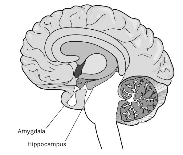 Amygdala en hippocampus