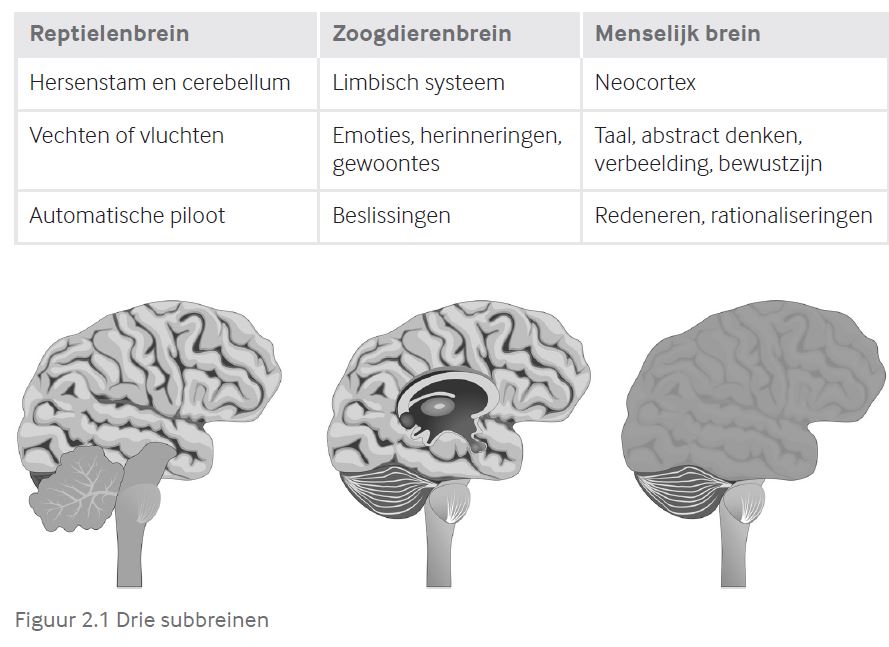 Ons brein bestaat uit drie subbreinen