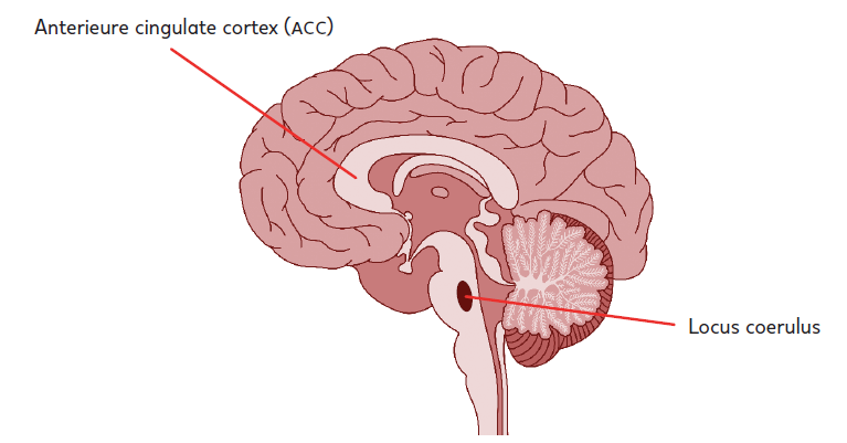 anterieure cingulate cortex (ACC) en de locus coeruleus 